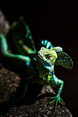 Gemeiner Basilisk (Jesus Christus Eidechse) (Basiliscus Basiliscus), Tortuguero National Park, Provinz Limon, Costa Rica, Mittelamerika