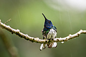 Weißhals-Jakobiner (Florisuga mellivora) im Regen, Turrialba, Provinz Cartago, Costa Rica, Mittelamerika