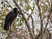 An adult African openbill stork (Anastomus lamelligerus), Mosi-oa-Tunya National Park, Zambia, Africa