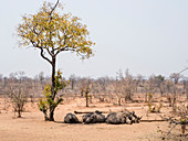 Erwachsenes südliches weißes Nashorn (Ceratotherium simum simum), bewacht im Mosi-oa-Tunya-Nationalpark, Sambia, Afrika