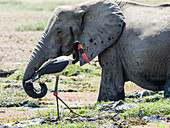 Ein erwachsener Storch mit Sattelschnabel (Ephippiorhynchus senegalensis) und Elefant, South Luangwa National Park, Sambia.