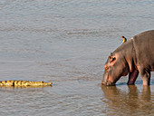 Nilpferd (Hippopotamus amphibius), mit Nilkrokodil im South Luangwa National Park, Sambia, Afrika