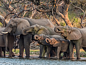 Eine Herde afrikanischer Buschelefanten (Loxodonta africana) am oberen Sambesi, Mosi-oa-Tunya-Nationalpark, Sambia.