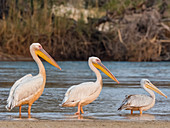 Adult great white pelicans (Pelecanus onocrotalus), on the Zambezi River, Mosi-oa-Tunya National Park, Zambia, Africa