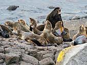 Breeding colony of northern fur seals (Callorhinus ursinus) on St. Paul Island, Pribilof Islands, Alaska, United States of America, North America