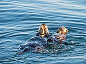 A mother and pup sea otter (Enhydra lutris), in Monterey Bay National Marine Sanctuary, California, United States of America, North America