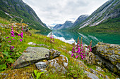 Wilde Blumen an den Ufern des Jolstravatnet-Sees, Jolster, Grafschaft Sogn og Fjordane, Westnorwegen, Skandinavien, Europa