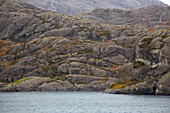 Schafe bei Dalöy auf der Insel Steinsundöy, Daloey, Steinsundoey, Ytre Steinsundet, Soer Norge, Sogn og Fjordane, Norwegen, Europa