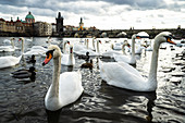 Swans gather on the banks of the Vltava river with Charles Bridge in the background, Prague, Czech Republic, Europe