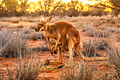 Seitenansicht des roten Kängurus (Macropus rufus) mit Joey in seinem Beutel, stehend auf dem roten Sand von Outback Zentralaustralien, bei Sonnenuntergang, Rotes Zentrum, Northern Territory, Australien, Pazifik