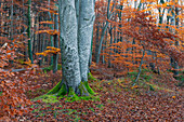 Autumn forest park at the Konig Ludwig monument, along the König-Ludwig-Weg, Starnberger See, Berg, Bavaria, Germany.