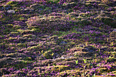 Blühende Heidelandschaft im warmen Abendlicht auf dem Hochplateau des Cap Frehel, Bretagne, Frankreich