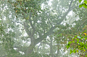 Tree detail of an old oak tree in the fog, early autumn in Calvados, France.