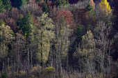 Morgendlicher Herbstwald, Bayern, Deutschland