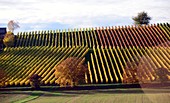 Vineyards near Marktbreit am Main, Lower Franconia, Bavaria, Germany