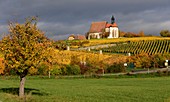 Maria in the vineyard near Volkach am Main, Lower Franconia, Bavaria, Germany