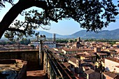 Blick vom Turm des Palazzo Guinigi, Lucca, Toskana, Italien