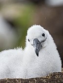 Küken auf turmförmigem Nest. Schwarzbrauner Albatros oder Schwarzbrauner Mollymawk (Thalassarche melanophris). Südamerika, Falklandinseln, Januar