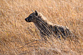 Gefleckte Hyäne (Crocuta crocuta), Khwai Private Reserve, Okavango Delta, Botswana, Afrika