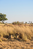 Löwe (Panthera Leo), Macatoo, Okavango Delta, Botswana, Afrika