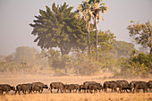 Herde von afrikanischen Büffeln (Kapbüffel) (Syncerus caffer), Macatoo, Okavango Delta, Botswana, Afrika