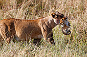 Eine Löwin (Panthera Leo) bewegt ein junges Jungtier, indem sie es in ihrem Mund trägt, Masai Mara National Park, Kenia, Ostafrika, Afrika
