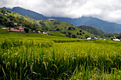 Rice fields on terraces, Sapa, Vietnam, Indochina, Southeast Asia, Asia