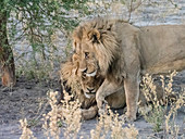 Erwachsene männliche Löwen (Panthera leo) im Okavango Delta, Botswana, Afrika