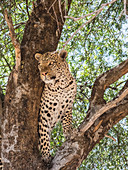 Ein erwachsener Leopard (Panthera pardus) ernährte sich von einem Warzenschwein, das er in einem Baum im Chobe-Nationalpark, Botswana, Afrika, hochgezogen hatte