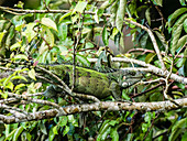Ein erwachsener grüner Leguan (Leguanleguan), der sich in der Sonne auf dem Yanayacu-Fluss, Amazonas-Becken, Loreto, Peru, Südamerika aalt