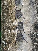 Erwachsene Nasenfledermäuse (Rhynchonycteris naso), die tagsüber auf dem Yanayacu-Fluss, Loreto, Peru, Südamerika ruhen
