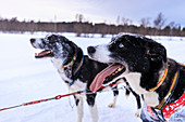 Alaskan Husky, blaue Augen, Zunge heraus, mit Schnee bedeckt, am Schlitten befestigt, Dämmerung im Winter, Alta, Finnmark, arktisches Nordnorwegen, Skandinavien, Europa