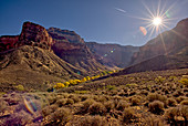 Bright Angel Canyon nördlich des Südrandes mit leuchtend gelben Bäumen im Boden des Canyons (Indian Gardens), Grand Canyon Nationalpark, UNESCO-Weltkulturerbe, Arizona, Vereinigte Staaten von Amerika, Nordamerika