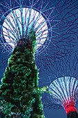 Looking up at the dramatic Supertree Grove, vertical gardens, in the centre of Gardens by the Bay, illuminated at night, Singapore, Southeast Asia, Asia