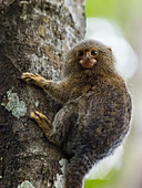 Adult pygmy marmoset (Cebuella pygmaea), Lake Clavero, Amazon Basin, Loreto, Peru, South America
