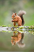 Eurasisches Eichhörnchen (Sciurus vulgaris), Schottland, Vereinigtes Königreich, Europa