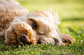 Portrait of a fawn coated young Cavapoo lying on a lawn.