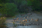 Herd of Burchell's Zebra, Moremi Reserve, Botswana.
