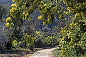 Wanderung zum Col de la Cadiere während der Mimosenblüte, Mandelieu-la-Napoule, Esterel-Gebirge, Provence-Alpes-Côte d'Azur, Frankreich