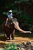 Elefant, der die Freiheit und den natürlichen Lebensraum des Elefantentals, Sen Monorom, Provinz Mondolkiri, Kambodscha, Südostasien genießt.
