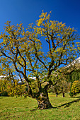 Sycamore maple in autumn leaves, Schwarzenbergalpe, Allgäu, Allgäu Alps, Swabia, Bavaria, Germany