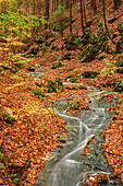 Kleiner Bach fließt durch Wald mit Herbstlauf, Nationalpark Sächsische Schweiz, Sächsische Schweiz, Elbsandstein, Sachsen, Deutschland