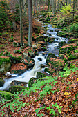 Stream with autumn leaves, Ilsetal, Brocken, Harz National Park, Harz, Saxony-Anhalt, Germany