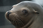 Colse up seals head, Germany, Mecklenburg-Western Pomerania, Baltic Sea