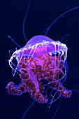 Nettle jellyfish in the aquarium of the Rostock Zoo, Germany, Mecklenburg-Western Pomerania, Baltic Sea