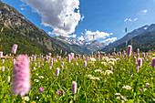Sommer Wildblumenwiese in den deutschen Alpen, Deutschland, Bayern, Oberallgäu
