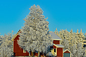 Typisch rotes Schwedenhaus mit verschneiten Bäumen im tiefen Winter, Mellanström, Lappland, Schweden