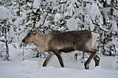 Rentier im Winter im verschneiten Wald, Utterbacken, Lappland, Schweden