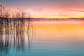 Schilf am Ufer im Morgenrot, Starnberger See am Morgen, Bayern, Deutschland