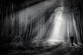 Mann beim Spazieren Gehen im Wald bei Nebel und Lichtstrahlen, Monatshausen, Bayern, Deutschland